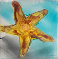 Ember-Tide Star 6x6
