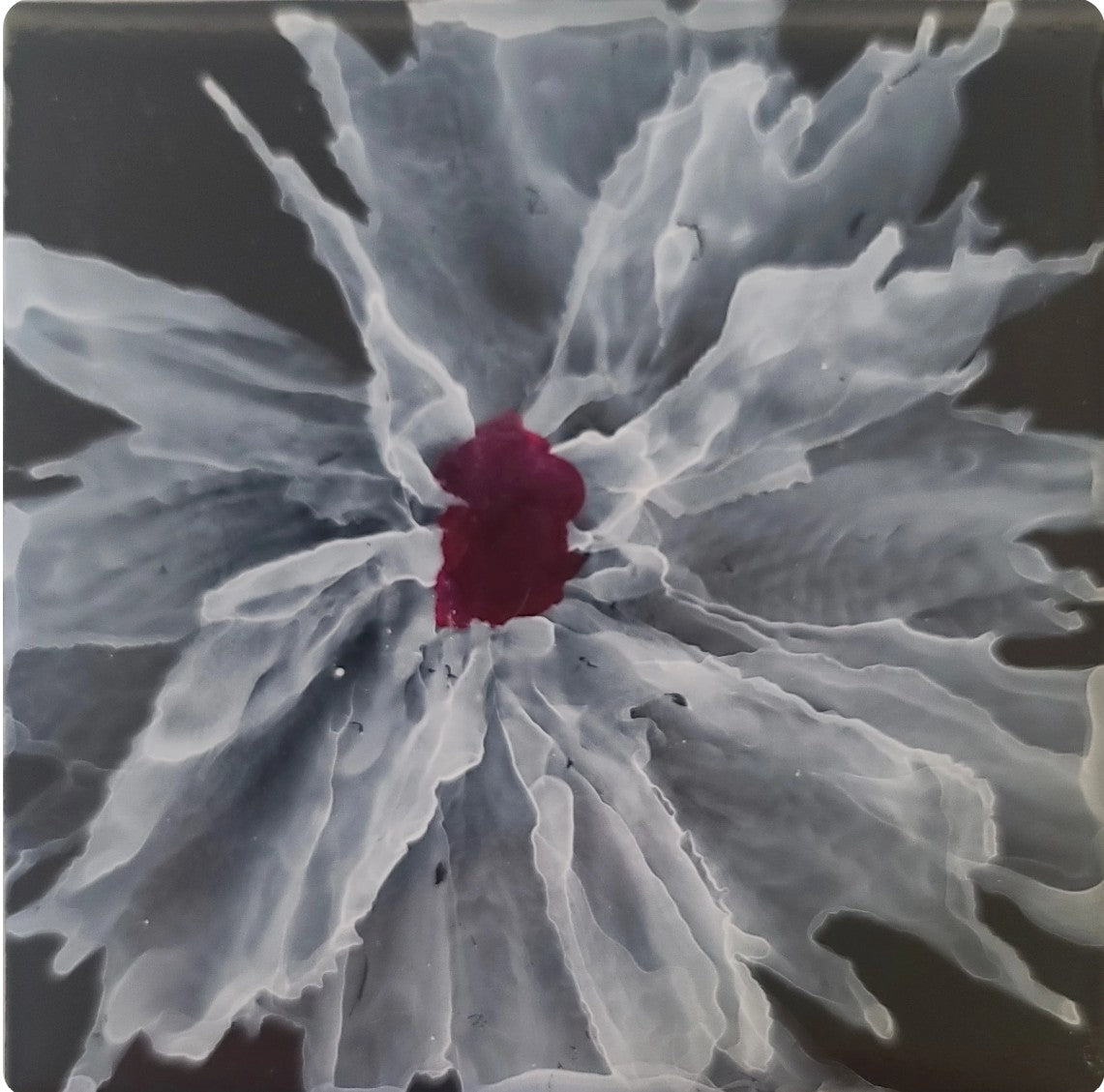 Roseveil