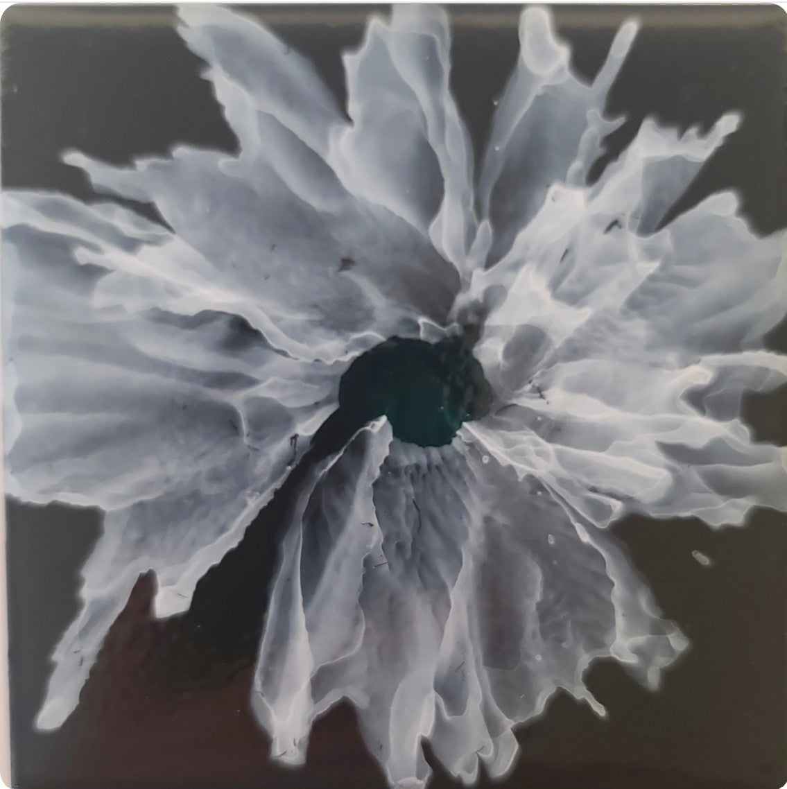 Tideveil